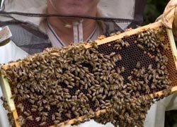 Ein Imker hält Bienenwaben mit tausenden Bienen in die Höhe