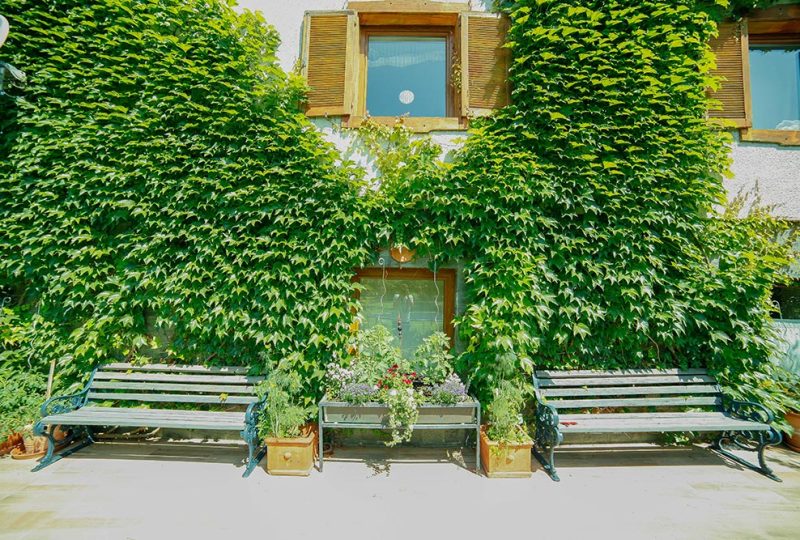 Gästehaus Huss - Sitzbänke vor bewachsener Hauswand